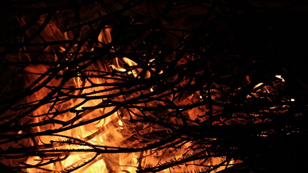 LIT THE CHRISTMAS TREE ON FIRE » LAYNE FABLE