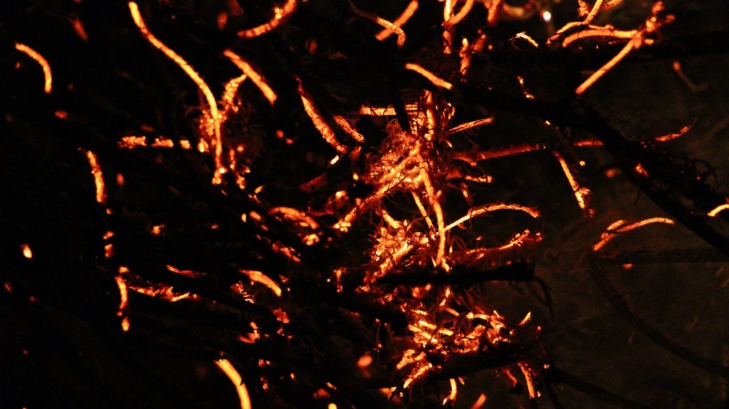 LIT THE CHRISTMAS TREE ON FIRE » LAYNE FABLE